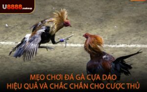 Mẹo chơi đá gà cựa dao hiệu quả và chắc chắn cho cược thủ