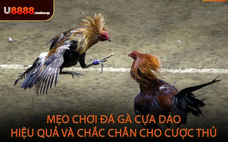 Mẹo chơi đá gà cựa dao hiệu quả và chắc chắn cho cược thủ