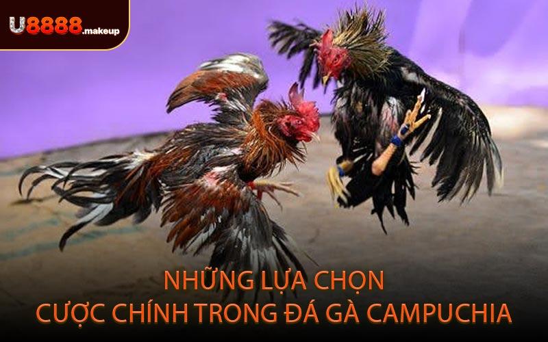 Những lựa chọn cược chính trong đá gà Campuchia
