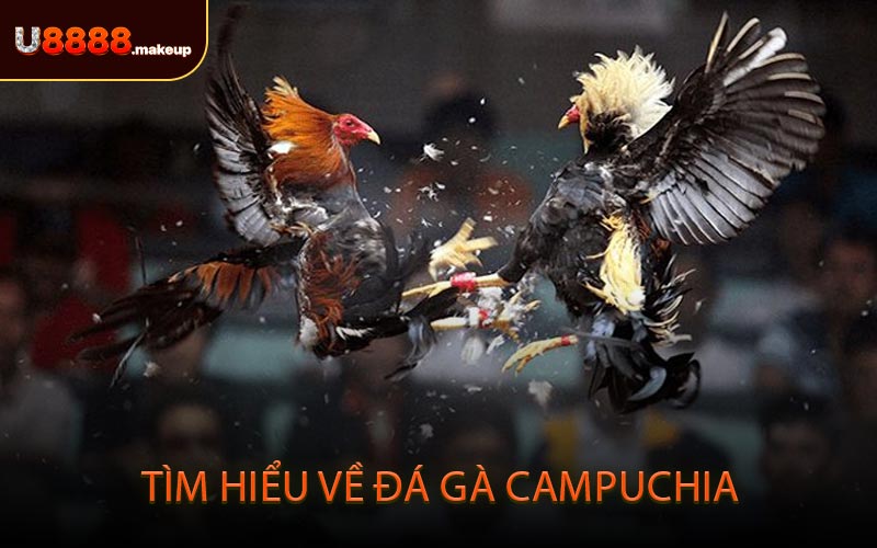 Tìm hiểu về đá gà Campuchia